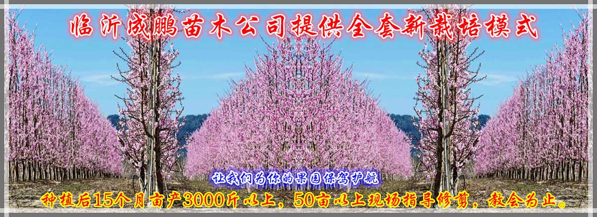 栽培模式