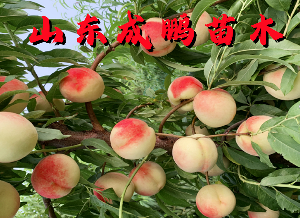 中桃14號(hào)