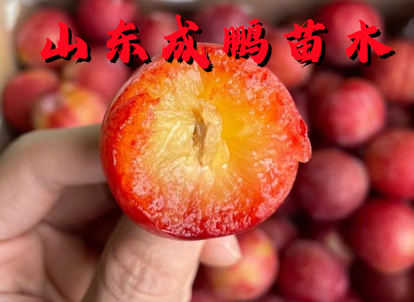 櫻桃李