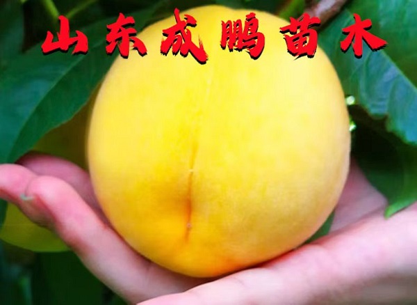 中桃金魁黃桃