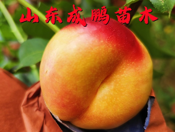 紫霞油蟠桃