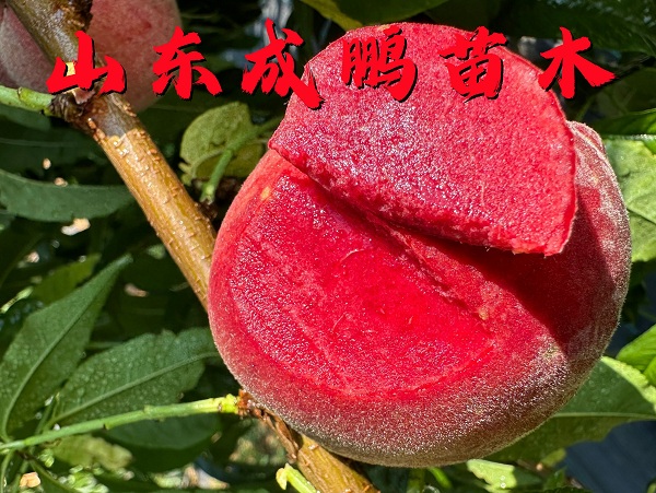 仙紅血桃