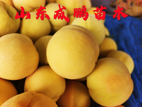 黃金超霸