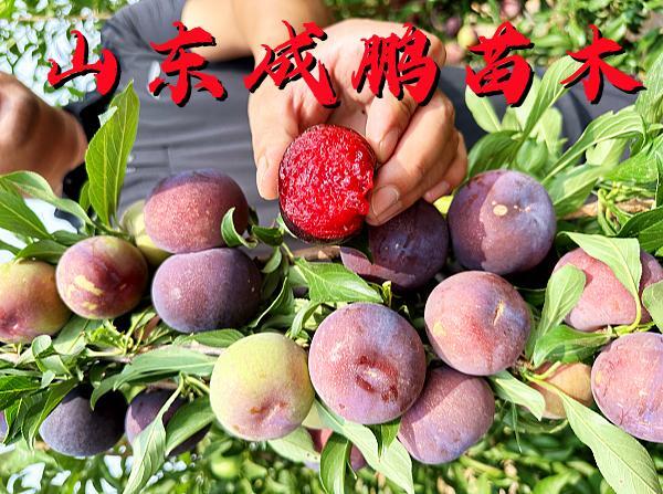 風(fēng)味玫瑰李子