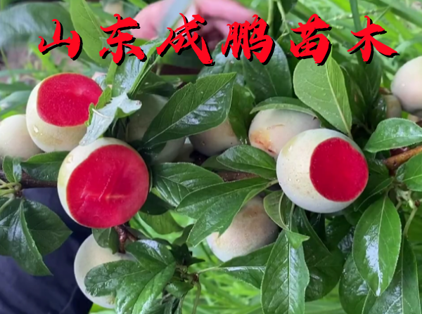 味帝中李
