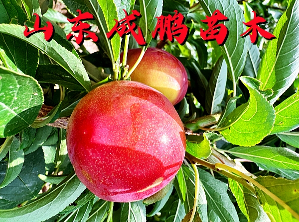 早美麗李子