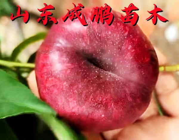 紅肉油蟠