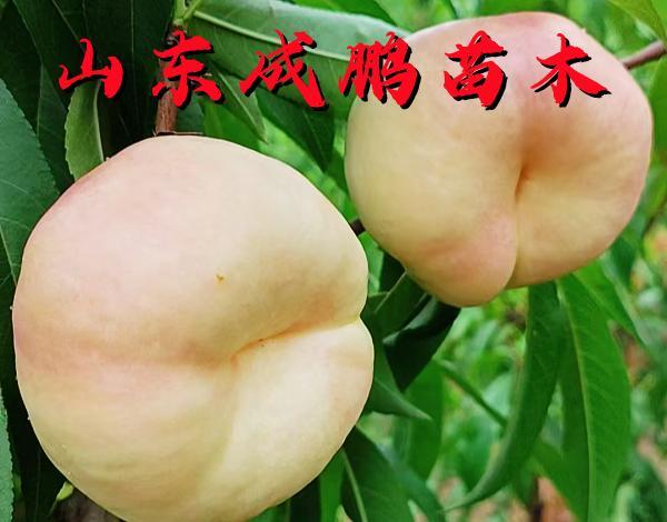 中油蟠10號