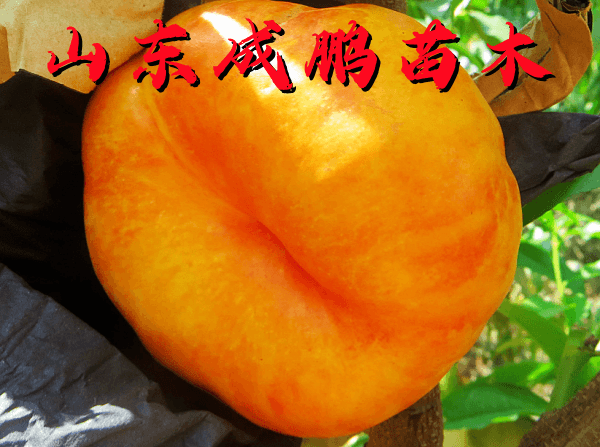 中油蟠17號