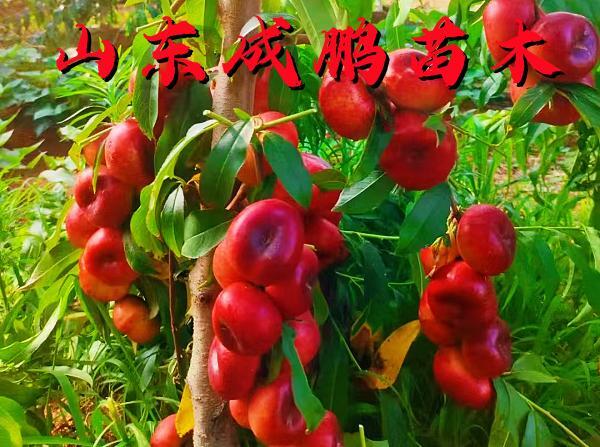 中油蟠102號