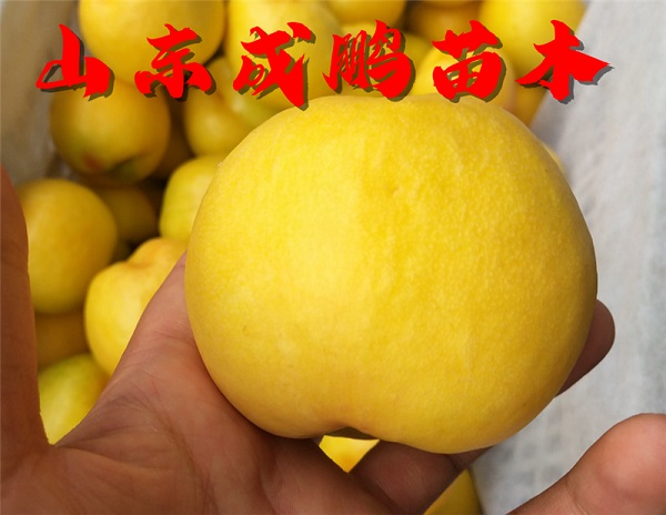 中油21號油桃
