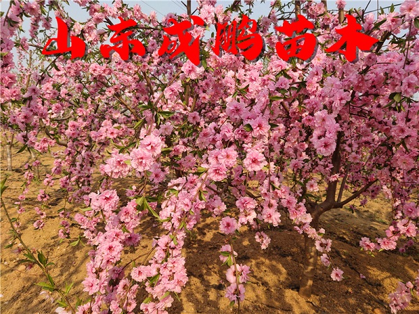 垂直黃桃