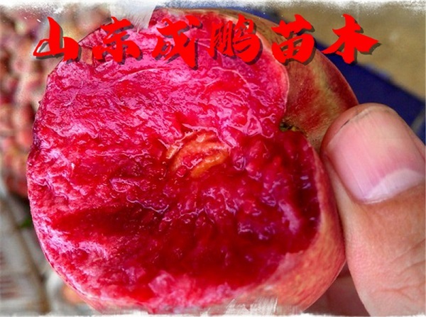 貴妃血桃