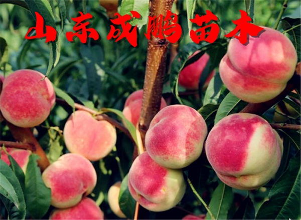 紅仙脆桃