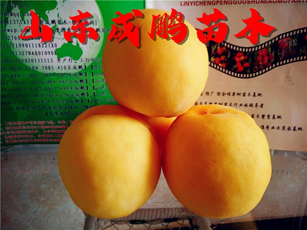 黃金蜜四號(hào)