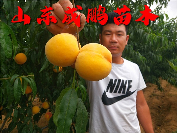 黃金蜜一號