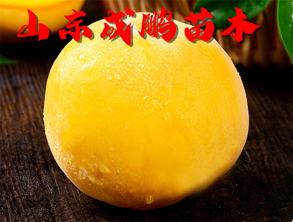 黃金蜜0號(hào)
