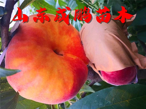國(guó)慶黃蟠桃