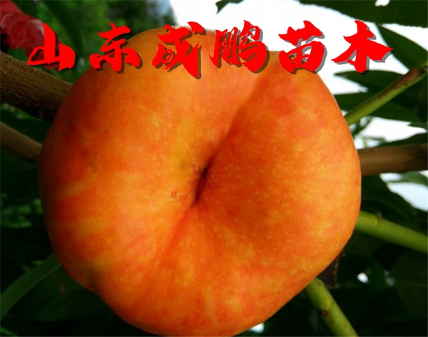 7-7油蟠桃