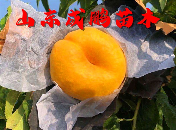 中蟠7號(hào)