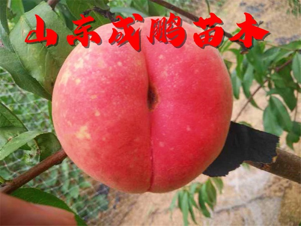 瑞蟠21號(hào)毛蟠桃