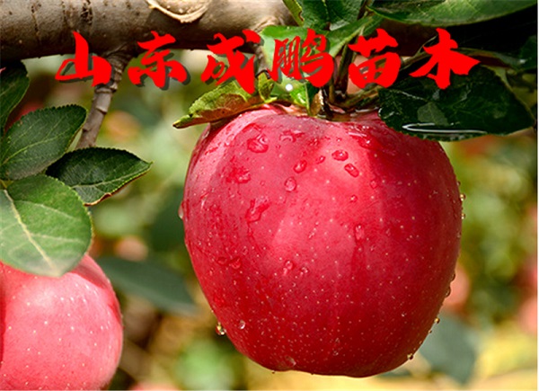 中秋王蘋果苗