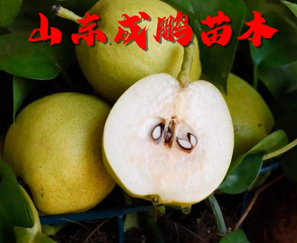 庫爾勒香梨