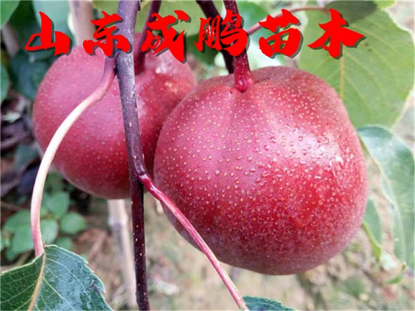 奧紅一號
