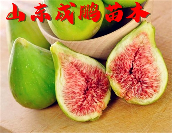 青皮無(wú)花果