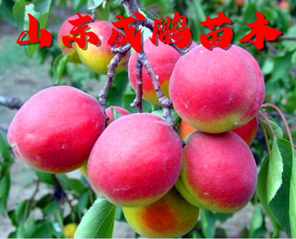 豐園紅杏