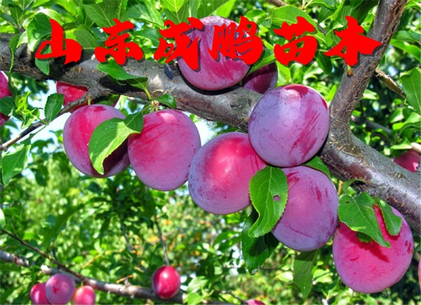前衛(wèi)李