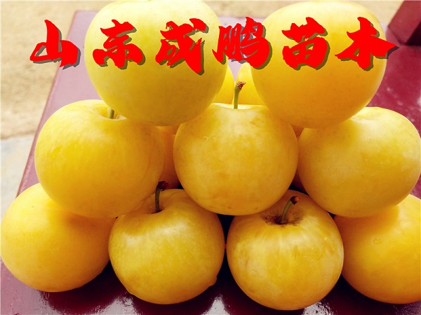 黃香檳子