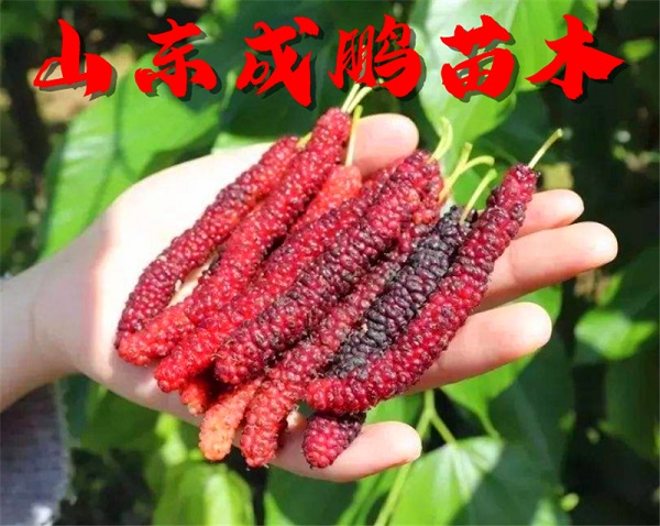 長(zhǎng)果桑