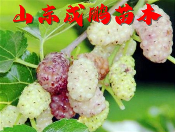 白玉果桑
