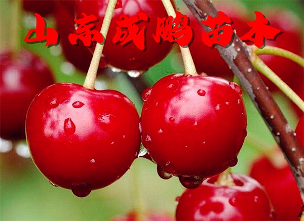 美早大櫻桃