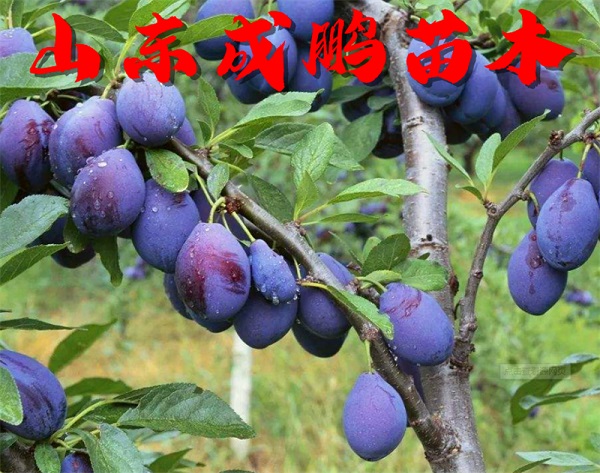 藍(lán)蜜西梅