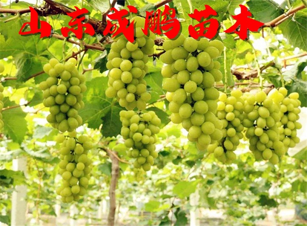 陽(yáng)光玫瑰