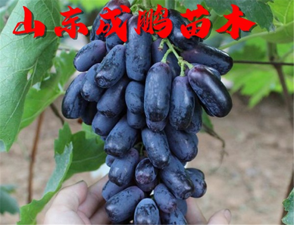 甜蜜藍(lán)寶石