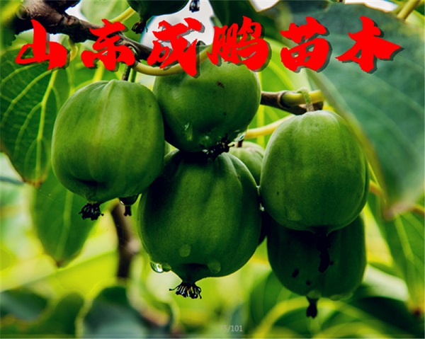 桓優(yōu)1號軟棗獼猴桃