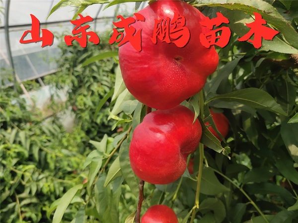 中油蟠13號(hào)