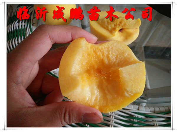 黃金蜜四號(hào)