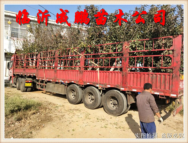果苗裝車發(fā)貨1