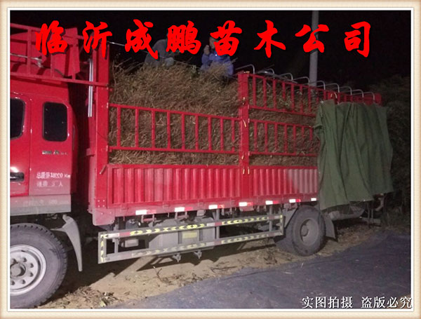 果苗裝車發(fā)貨2