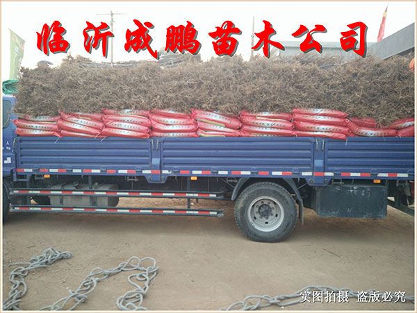 果苗裝車發(fā)貨4