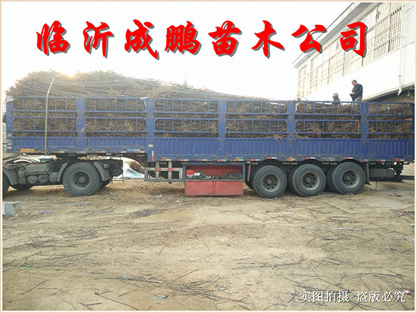 果苗裝車發(fā)貨7