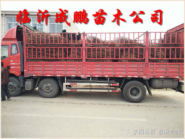 果苗裝車發(fā)貨8