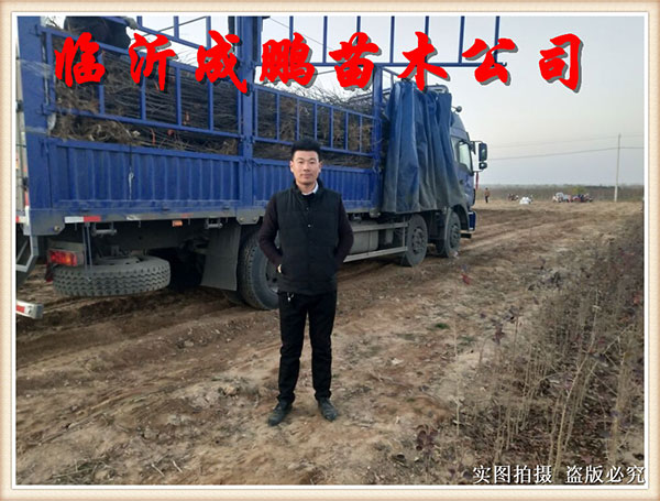 果苗裝車發(fā)貨9