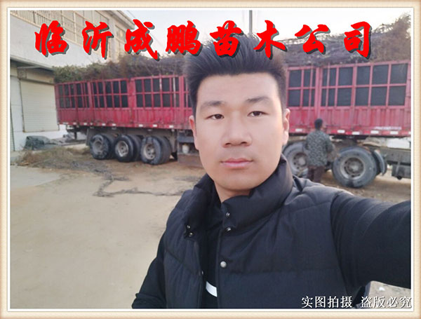 果苗裝車發(fā)貨10