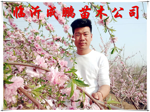 垂直黃桃