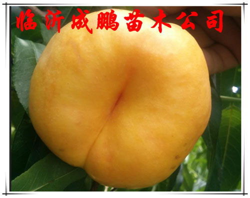 油蟠7號(hào)